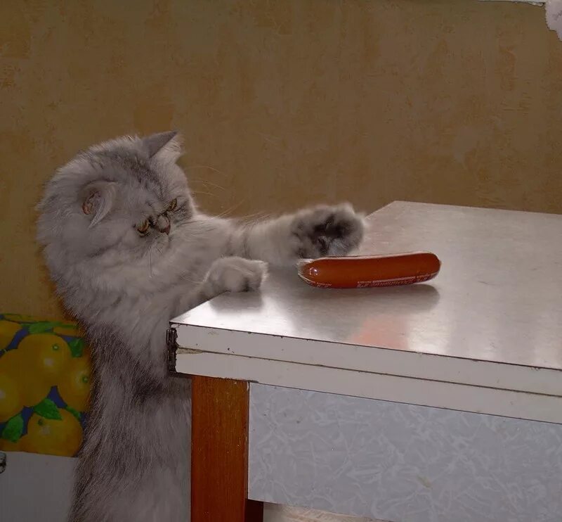 Колбаской по малой спасской. Котенок с сосиской. Кот украл колбасу. Кот спер колбасу. Кот лапы на столе.