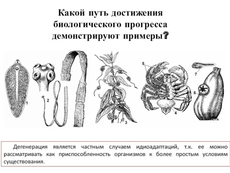 Бычий цепень дегенерация. Общая дегенерация это в биологии. Общая дегенерация примеры у животных. Дегенерация примеры у животных и растений. Дегенерация биологический Прогресс примеры.