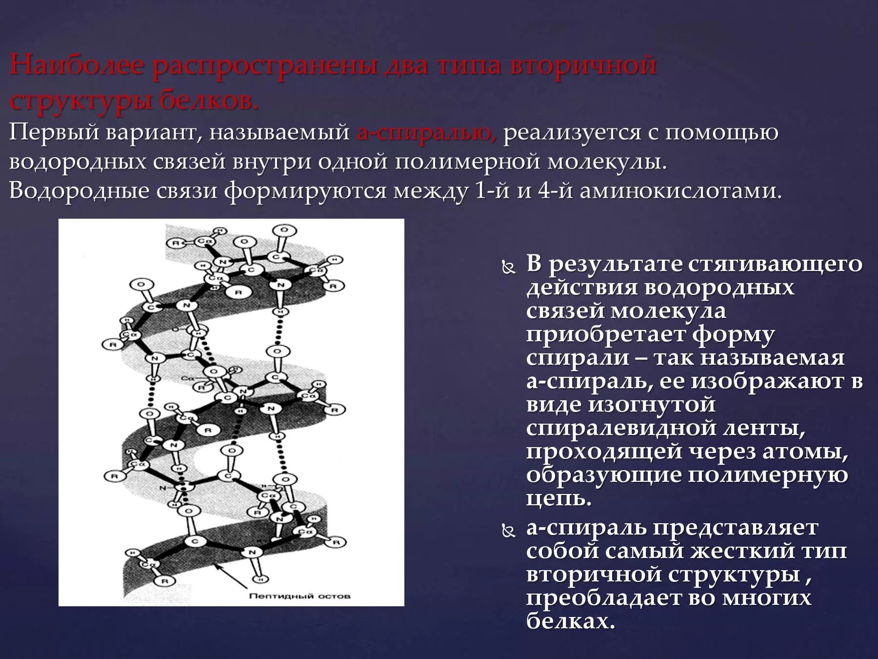 Первые белковые. Вторичная структура белка формируется связями. Водородные связи в структуре белка. Вторичная структура белка формируется с помощью химических связей. Водородные связи во вторичной структуре белка.