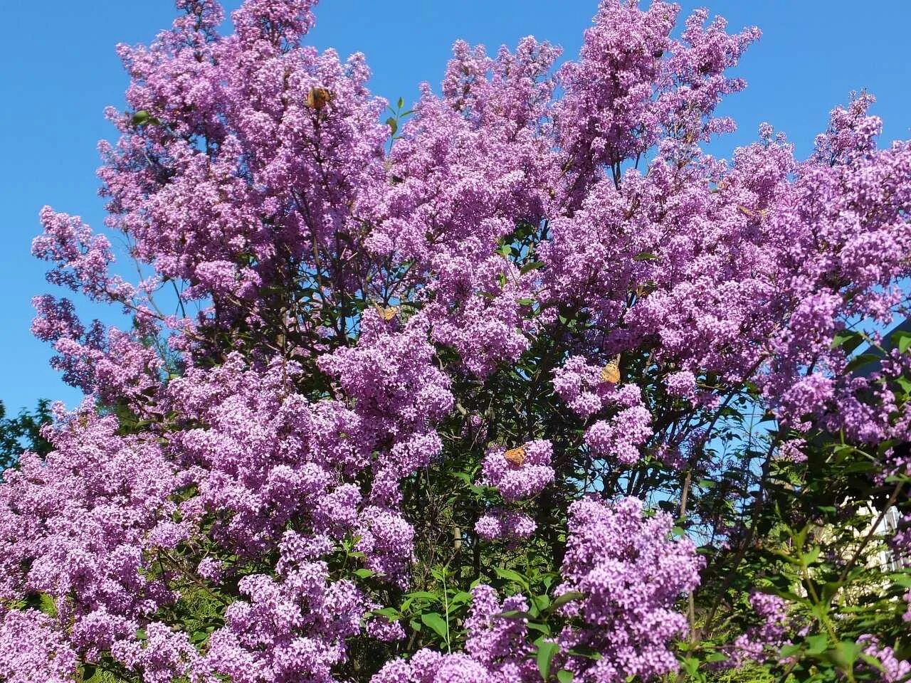 Сирень syringa. Сирень мелколистная Суперба. Сирень мелколистная 'superba'. Сирень мелкоцветковая Суперба. Сирень обыкновенная Фрэнк Патерсон.