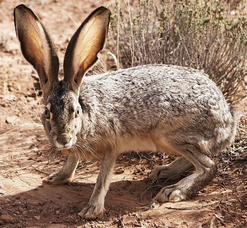 Степной заяц толай. Чернохвостый заяц Северной Америки. Маньчжурский заяц Lepus mandshuricus. Чернохвостый калифорнийский заяц.