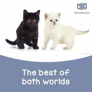 Переведи на английском кот