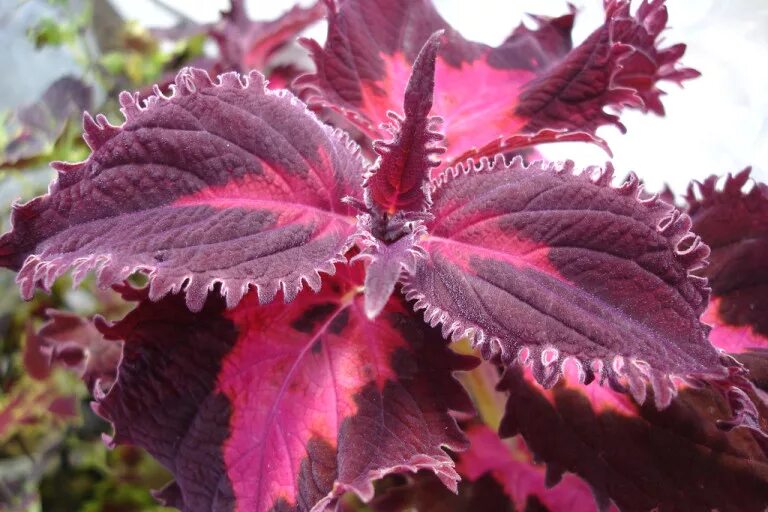 Как называется цветок бордовый лист. Колеус Крапивка. Колеус Coleus Crimson Ruffles. Колеус Red Ruffles. Колеус Кримсон руффлес.