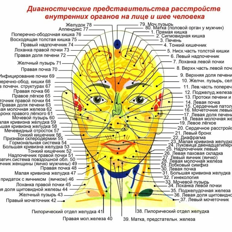 Огулов проекционные зоны внутренних органов на теле. Проекция точек на лице на внутренние органы. Проекция органов на лице. Проекция точек на лице на внутренние органы. Точки органов на лице.