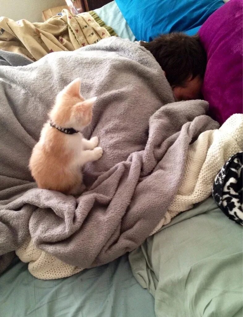 Разбудить 5 утра. Кот в одеяле. Котик проснулся. Кот под одеялом.