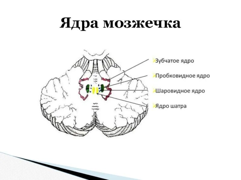 Мозжечок анатомия ножки мозжечка. Внутреннее строение мозжечка ядра. Мозжечок горизонтальный разрез. Мозжечок анатомия Flocculus.