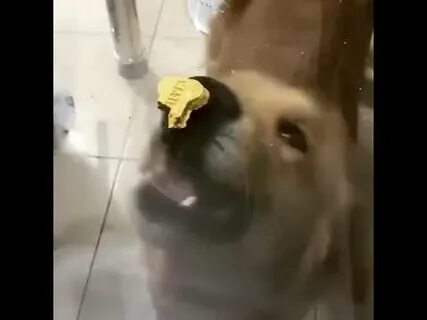 Собака разбила стекло