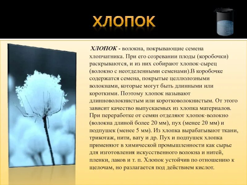 Хлопчатник однолетний. Волокна хлопка находятся в семенной коробочке. Хлопок применение. Волокна растительного происхождения получают из. Волокна хлопка находятся в семенной коробочке.