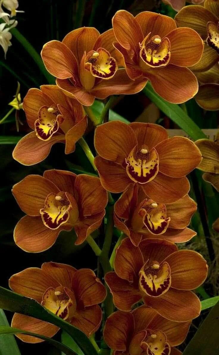 орхидея онцидиум эквадор. орхидея цимбидиум фиолетовая.