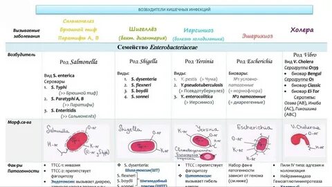 Вирусы возбудители кишечных инфекций