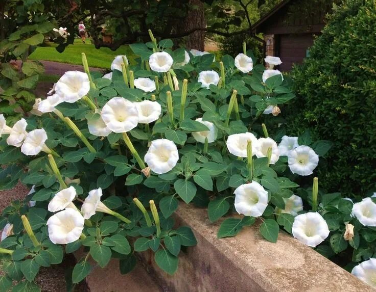 File:Datura inoxia (3035258888).jpg - Wikimedia Commons
