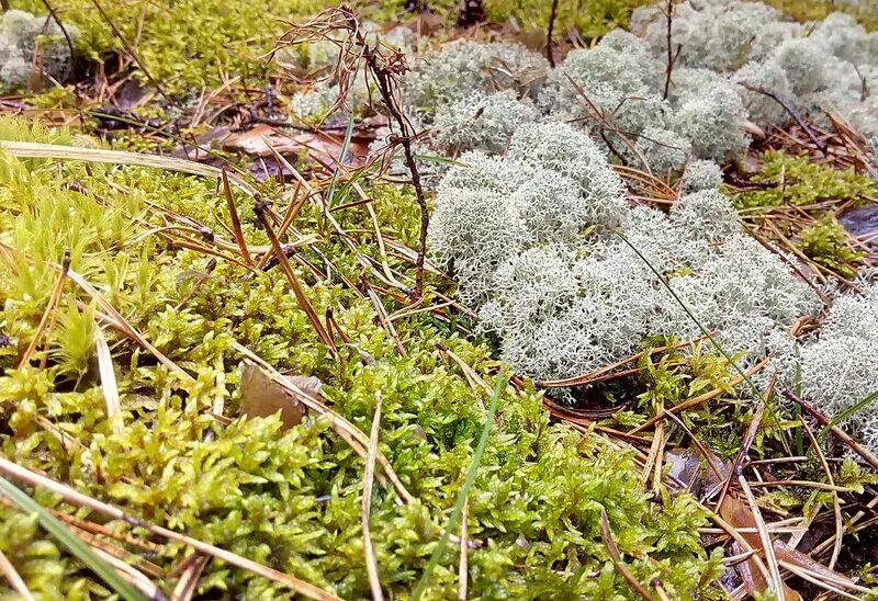 белый торфяной мох сфагнум. мох сфагнум белый мох. сфагнум белый. белый сфагнум. белый торфяной мох сфагнум.