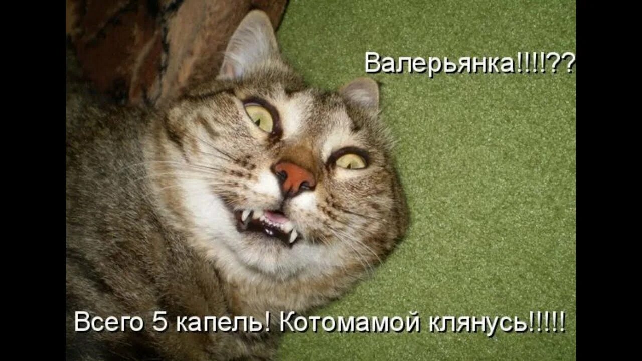 Под валерьянкой. Кот на валерьянке мемы. Смешные коты с валерьянкой. Валерьянка для кошек. Коты и валерьянка Мем.