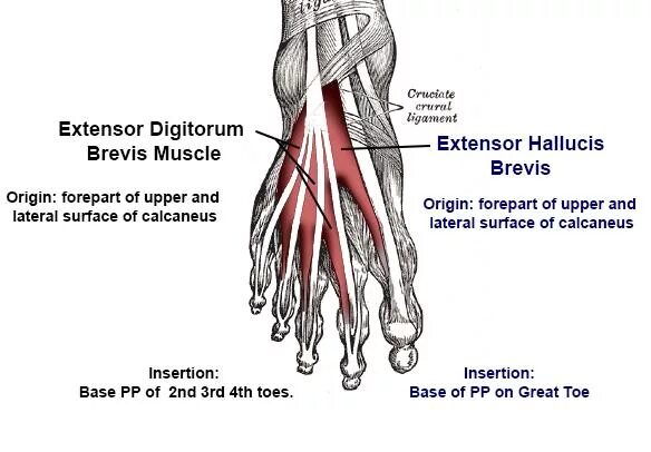 M extensor digitorum. Extensor hallucis brevis. musculus extensor hallucis longus pedis. musculus extensor digitorum longus pedis. m flexor digitorum brevis.