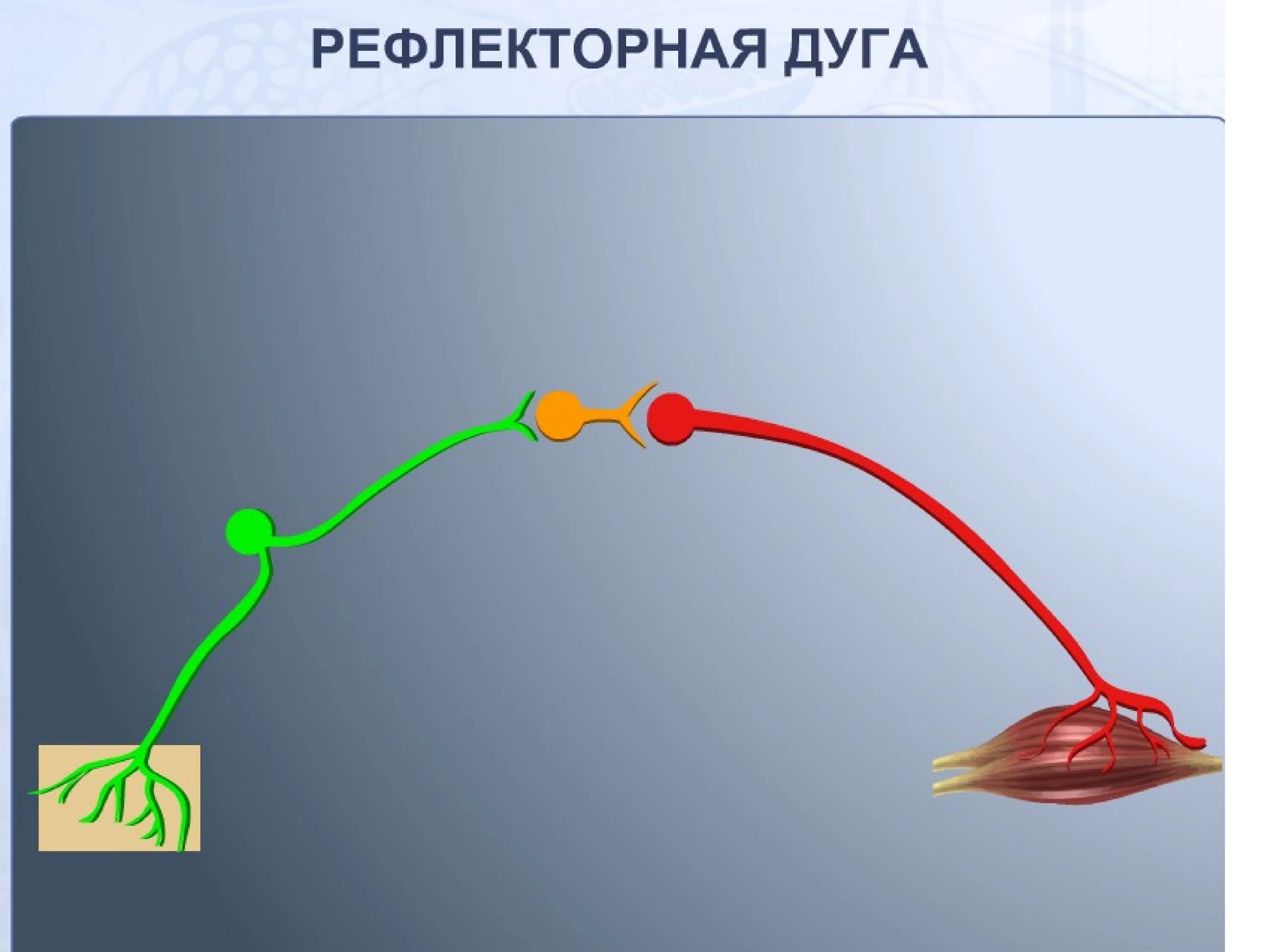 Задание рефлекторная дуга