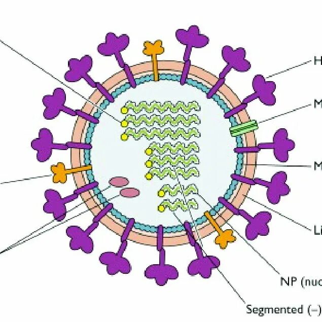 Основные структурные компоненты вириона вируса гриппа типа а. Структура вируса гриппа микробиология. Коронавирус строение вириона. Строение вириона гриппа. Грипп состав
