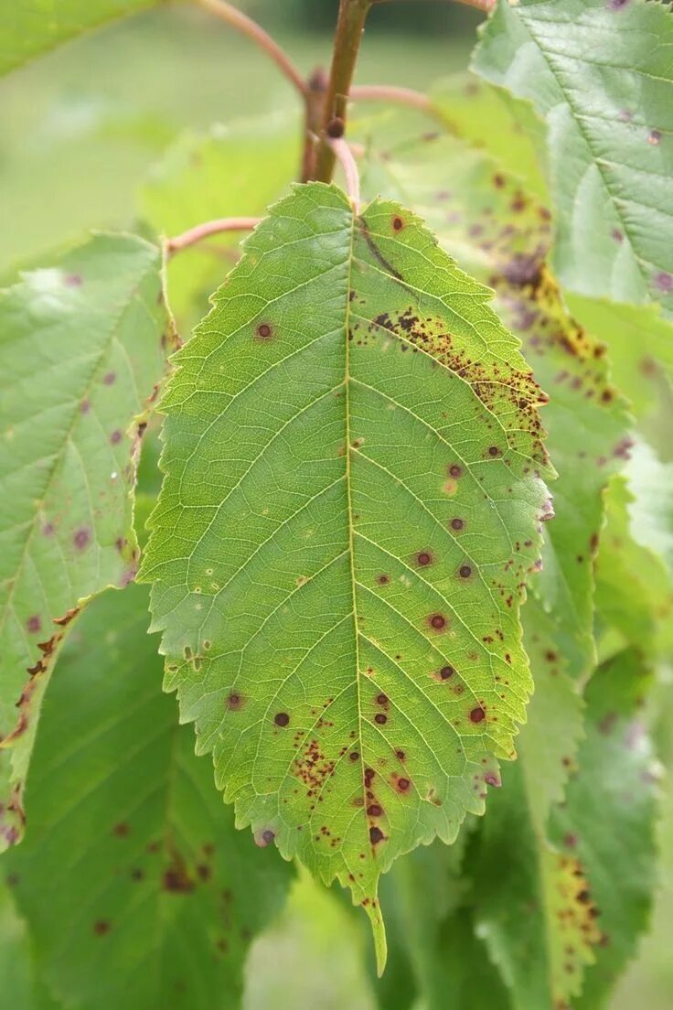 Болезни вишни фото листьев 10 Common Fruit Tree Diseases in the Portland Area Tree and Ladder