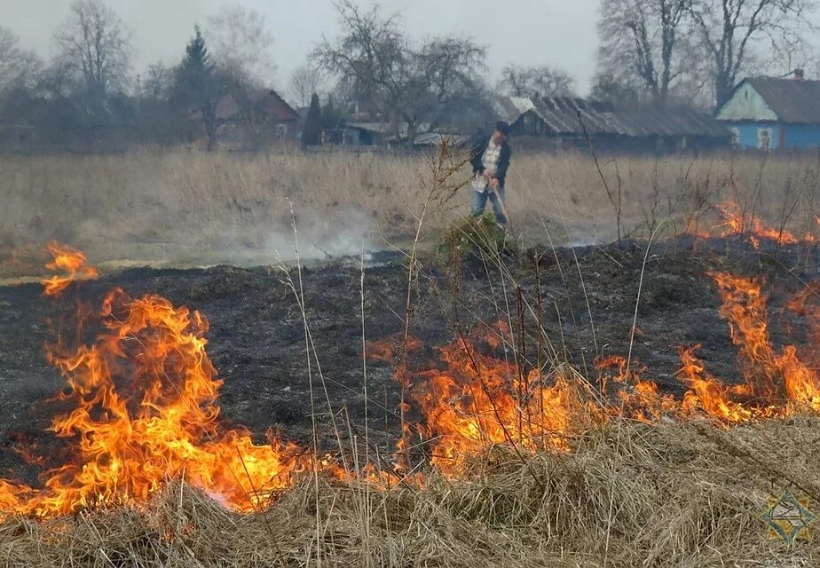 Пал травы это