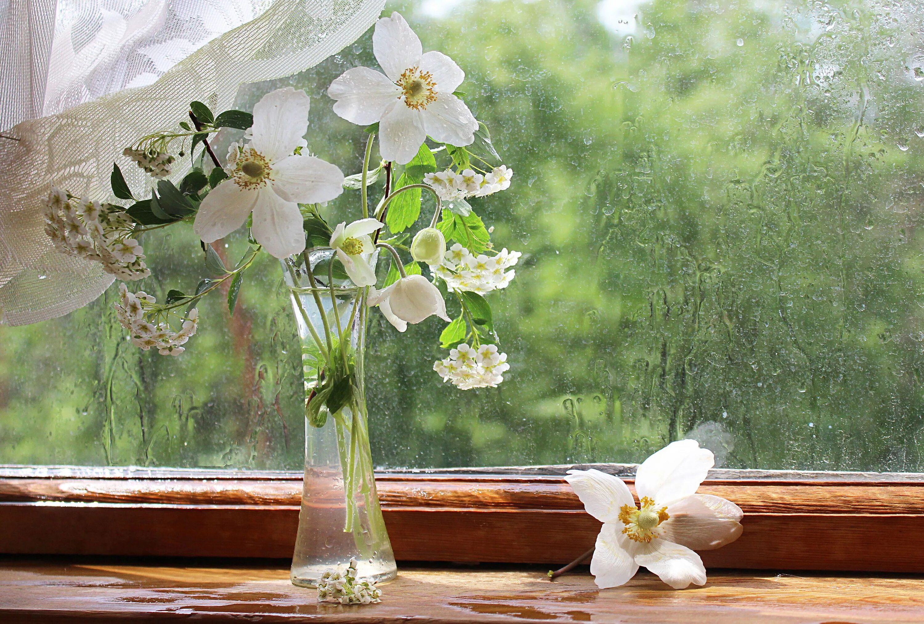 Цветы на окне песня