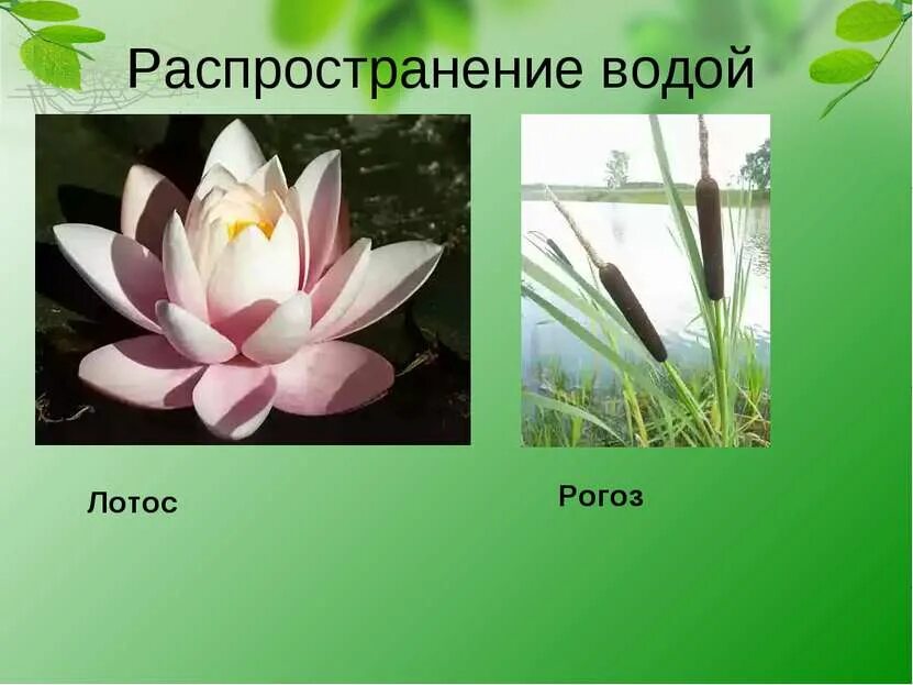Гидрохория это в биологии