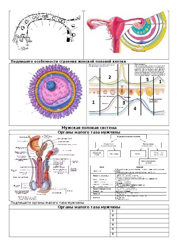 Половая система человека 8 класс тест. Половые системы человека таблица. Строение мужской половой системы таблица строение и функции. Строение мужской половой системы таблица. Строение женской половой системы биология 8 класс.