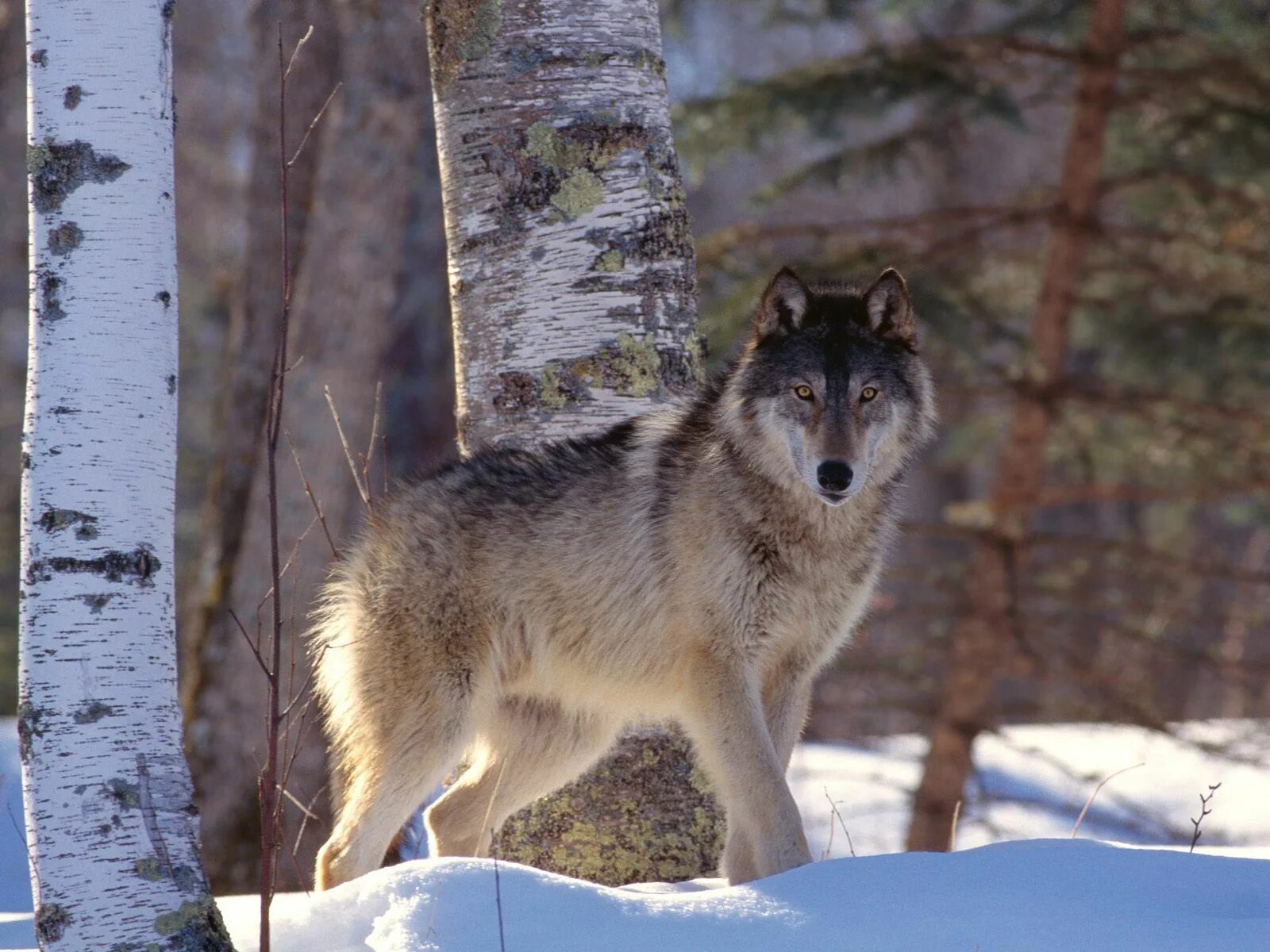 Русский вольф. Аляскинский Лесной волк. Волки на Южном Урале. Волк в тайге. Северный Якутский Таежный волк.