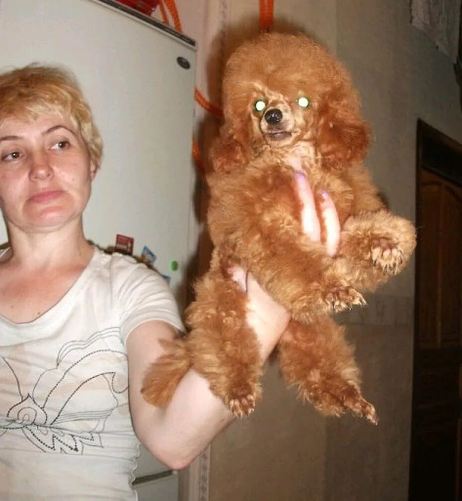 Помочь пуделю