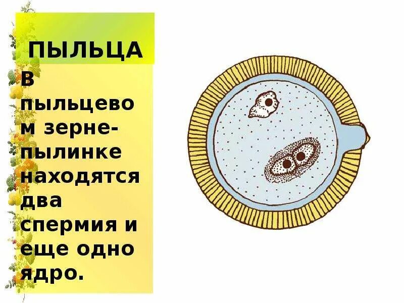 Функции пыльцы. Пыльцевое зерно покрытосеменных. Строение пыльцевого зерна покрытосеменных. Внутреннее строение пыльцевого зерна. Строение пыльцы.