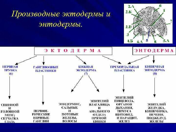 Этапы дифференцировки зародышевых листков. Производные зародышевых листков эктодерма энтодерма и мезодерма. производные энтодермы таблица. производные ткани эктодермы. назовите производные кожной эктодермы..