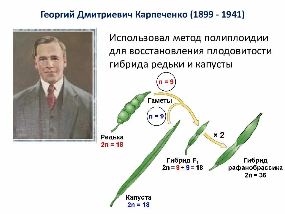 Капустно редечный гибрид. Карпеченко георгий дмитриевич биология. капустно-редечный гибрид карпеченко. георгий дмитриевич карпеченко методы селекции. карпеченко георгий дмитриевич селекция.