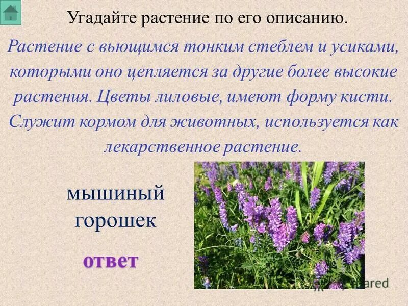 угадать растение по описанию. угадай трава. игра угадай растение.