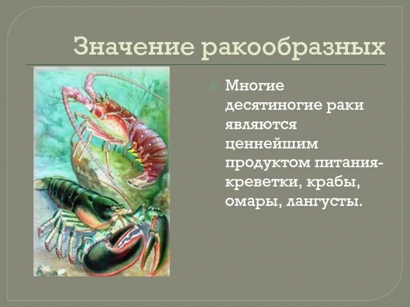 Значение речного рака. Функции ракообразных. Ракообразные в природе и в жизни человека. Ракообразные и их роль в природе. Класс ракообразные питание.