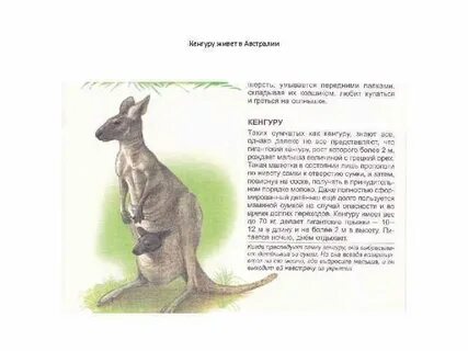Kangaroo перевод на русский с транскрипцией