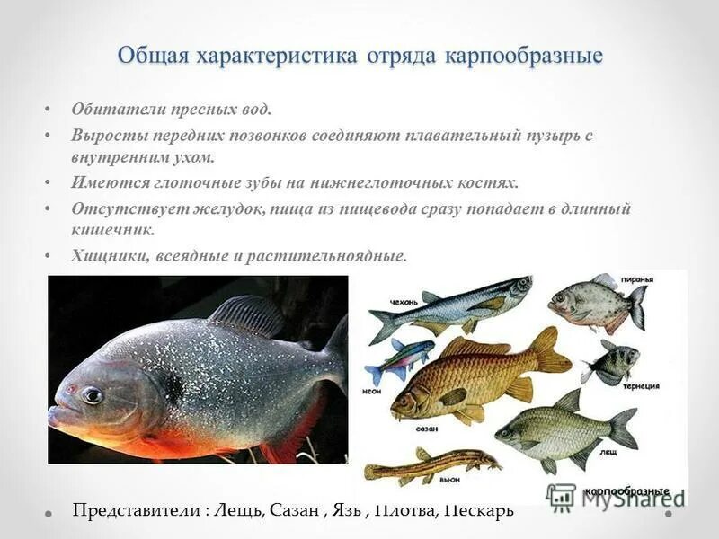 Особенности строения карпообразных. Размножение рыб отряд карпообразные. Отряд карпообразные. Особенности строения карпообразных. Отряд карпообразные общая характеристика.