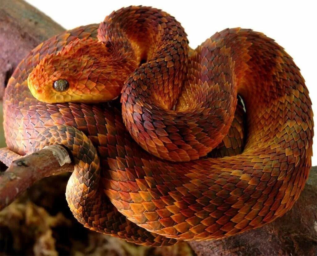Самые красивые змей в мире. Древесная гадюка змея. Кустарниковая гадюка АТЕРИС. Кустарниковая гадюка (Atheris. Древесная Чешуйчатая гадюка.