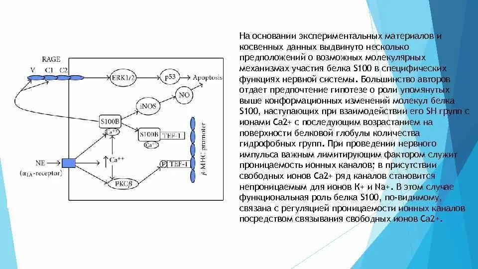 Белок s100 у ребенка. Белок s-100 функции. Нервная система белки. «Функции белков нервной системы. Белки нервной ткани специфические белки.