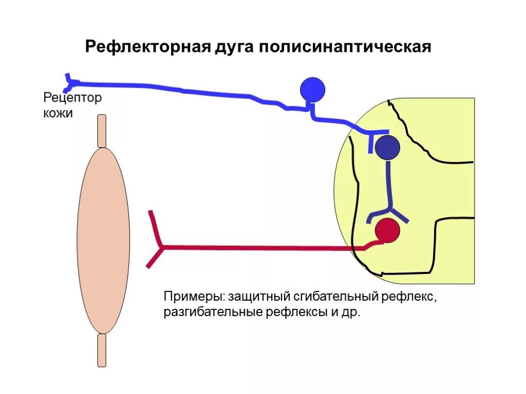 Схема полисинаптической рефлекторной дуги. Подлисимпатичкская рефлекторная дуга. Защитный сгибательный рефлекс рефлекторная дуга схема. Полисинаптические рефлексы. Дуга сгибательного рефлекса