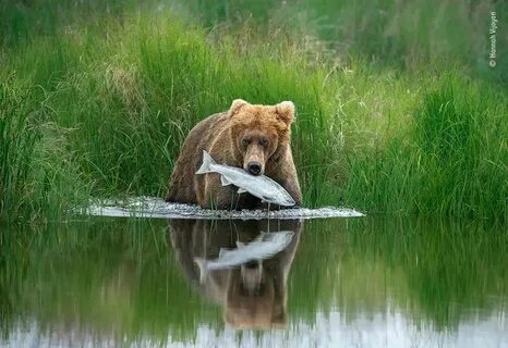 Wildlife photographer of the year 2024