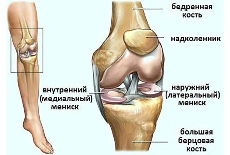 Медиальный и латеральный это. Внутренний медиальный мениск. Латеральные и медиальные мениски колена. Латеральный и медиальный мениск коленного сустава. Внутренний и наружный мениск.