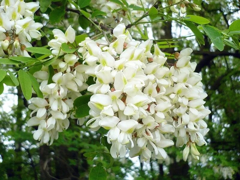 Акация белая (Робиния псевдоакация) (Robínia pseudoacácia). Акация белая (псевдоакация). Белая Акация Робиния Лжеакация. Купить акация дерево