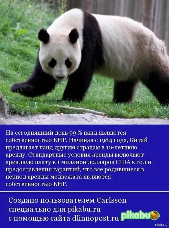 Факты о пандах для детей. Интересная информация про панду. Панда интересные факты для детей. Удивительные факты о панде. Рассказ о панде.