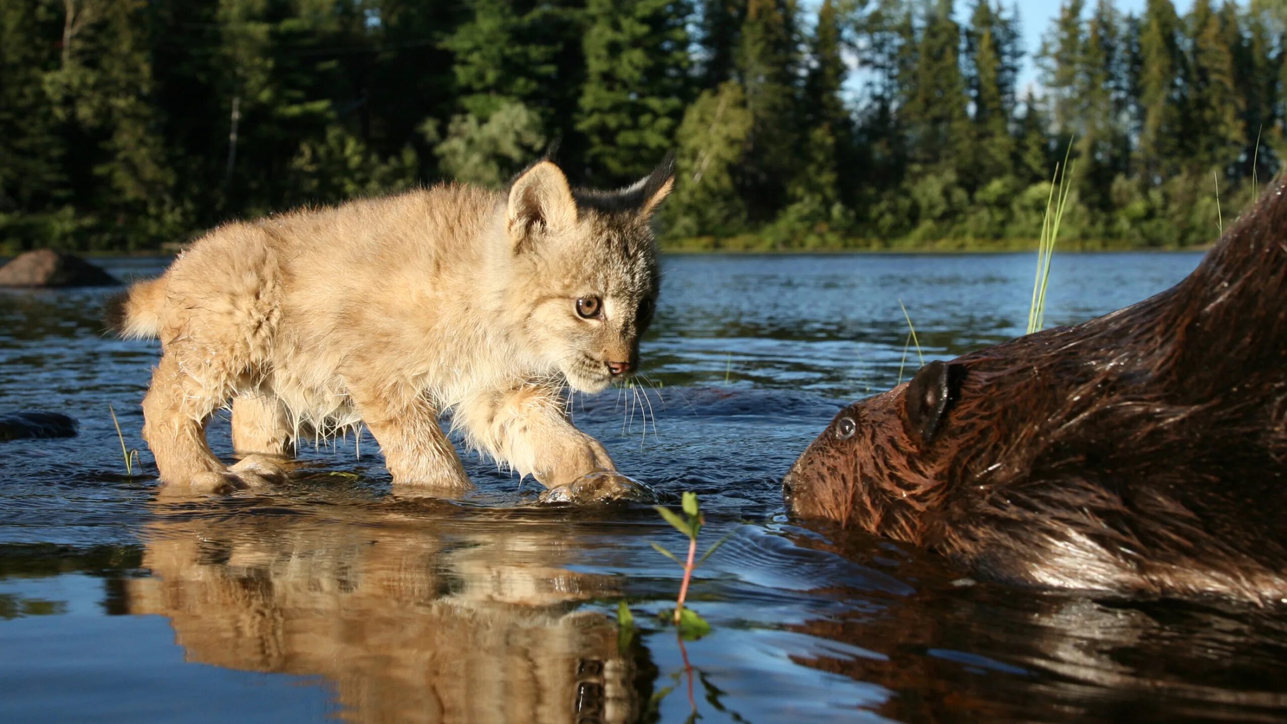 Дикая природа сообщение. Нижнесвирский заповедник рысята. Водлозерский национальный парк рыбы. Сибирский, Таежный, Лесной, дикий. Река Чусовая растения и животные реки.