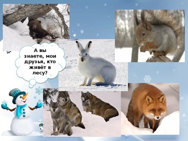 Изменения в жизни животных зимой. Зимующие звери. Зимняя жизнь птиц и зверей. Зимующие звери. Зимующие звери.