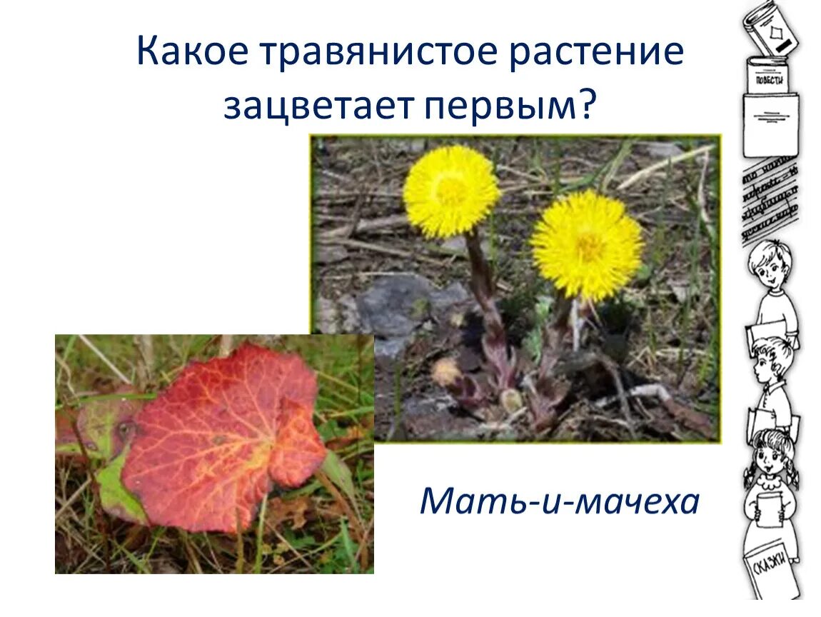 Какие растения 1 зацветают. Какое травянистое растение зацветает первым. Какое травянистое растение зацветает первым когда. Какое травянистое растение зацветает 1.