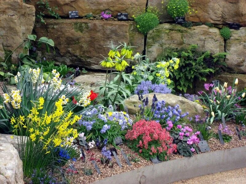 Primrose - Horticulture