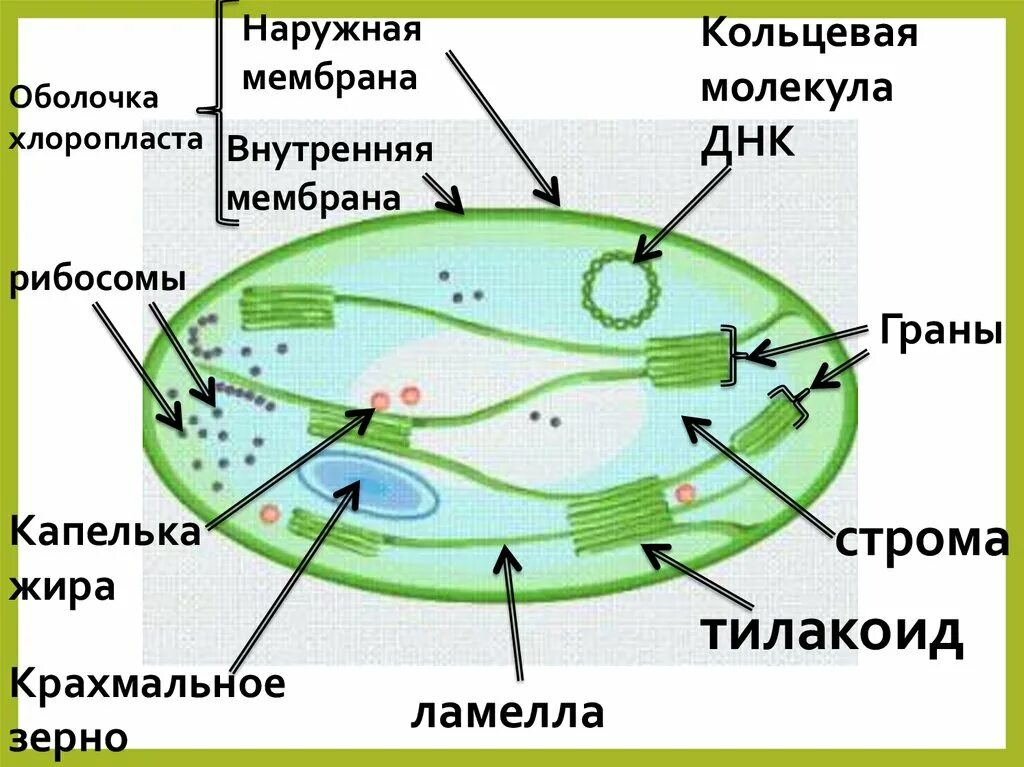 Кольцевая молекула. Наружная мембрана хлоропласта. днк хлоропластов. внутренняя мембрана хлоропласта. кольцевая днк в хлоропластах.