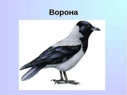 Укажи лишнюю птицу голубь аист воробей ворона