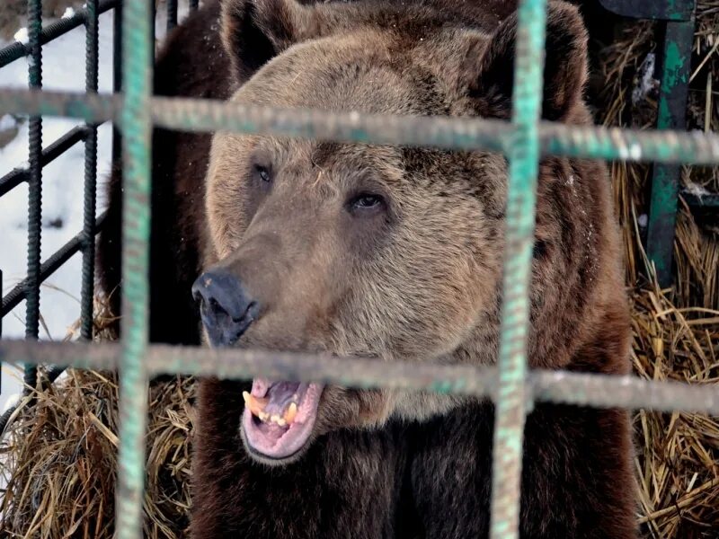 Медведь лишил ее жизни. Уссурийский медведь. Бурый медведь в зоопарке. Медведь в Хабаровске зоопарк. Медведь Комсомольск на Амуре.