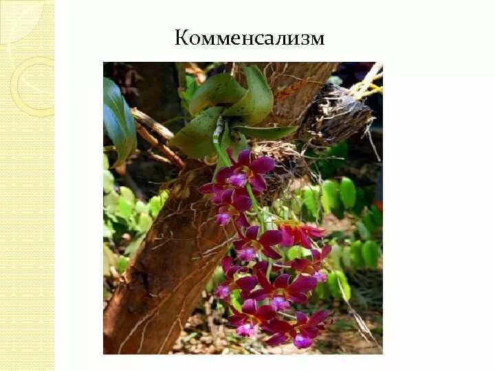 Отношения между деревом и эпифитом. Комменсализм у орхидей. Комменсализм у растений. Момментасализм у растений. Дерево и эпифит Тип взаимоотношений.