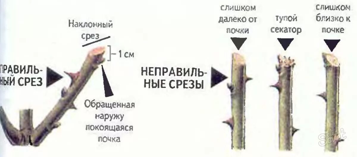 Чем обработать срез розы после обрезки